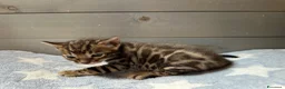 Bengala gatti in vendita: Cuccioli di Bengala - Annuncio 4