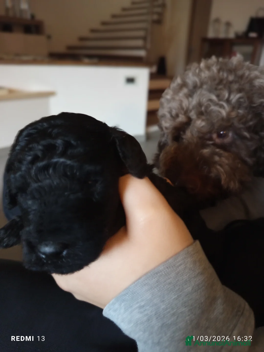 Barboncino cani in vendita: Cuccioli di barboncino nano  - Annuncio 2