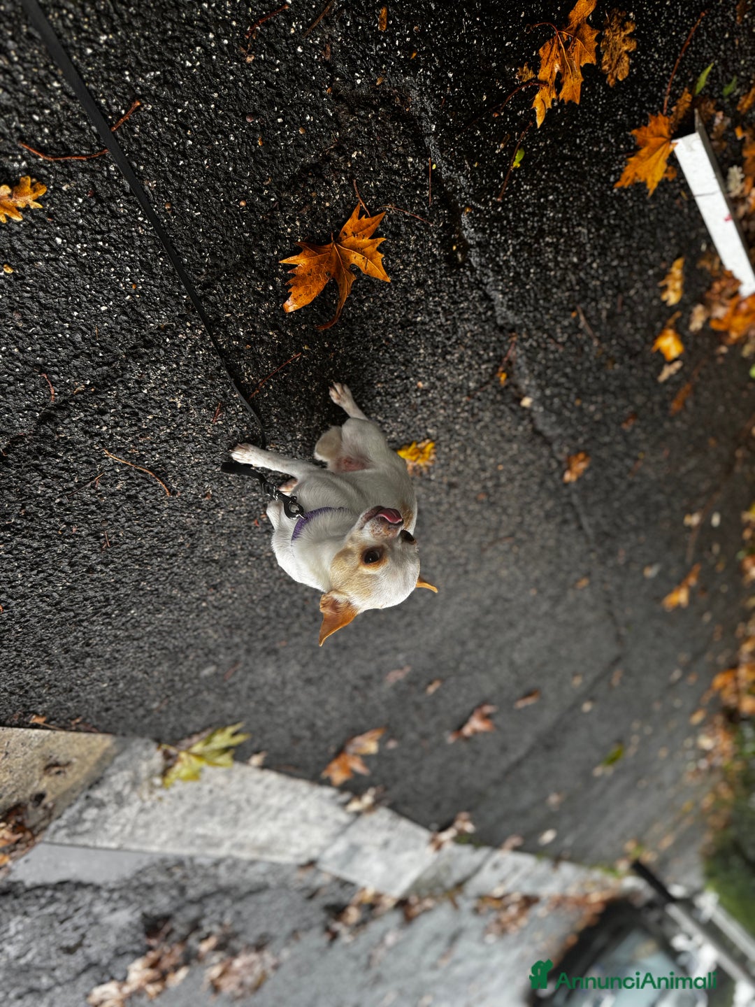 Chihuahua cani in vendita: Chihuahua - Annuncio 3