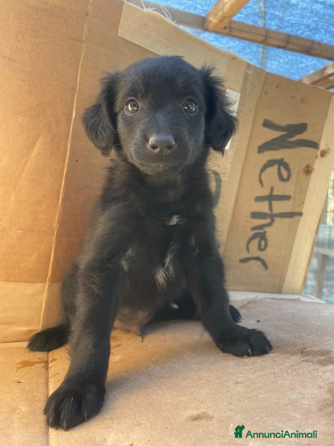 Meticcio cani in regalo: ZAFFIRO - Annuncio 4