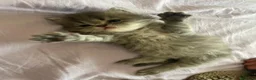 Persiano gatti in vendita: Splendidi cuccioli di gatto persiano - Annuncio 4