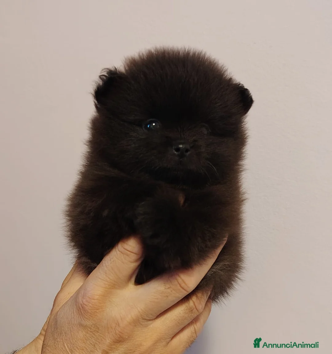 Volpino Pomerania cani in vendita: spitz tedesco nano pomerania a Provincia di Forlì-Cesena - Annuncio 1
