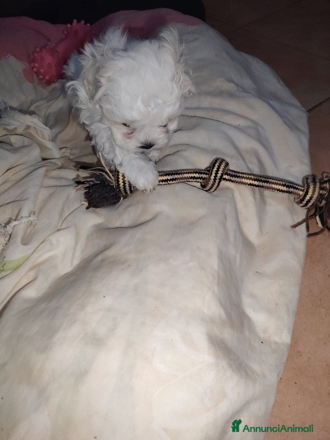 Maltese cani in vendita: Maltese  - Annuncio 2