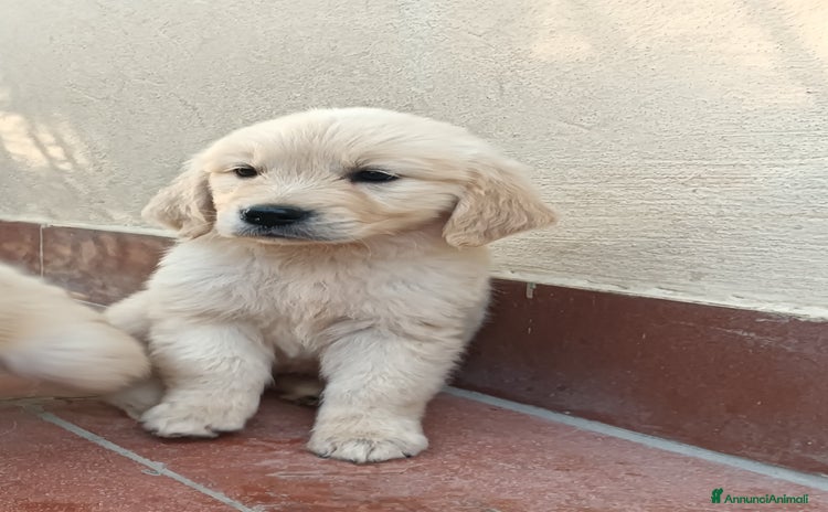 Golden Retriever cani a Provincia di Arezzo - Annuncio 4
