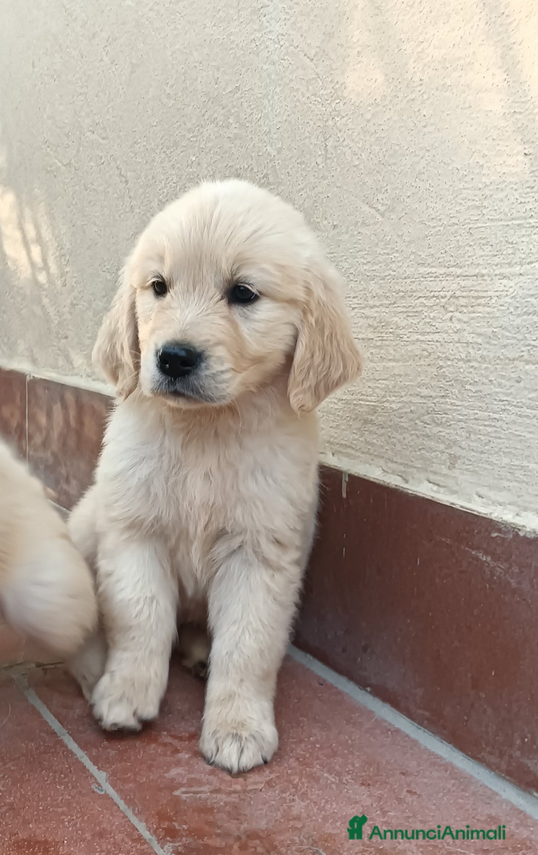 Golden Retriever cani in vendita: Cuccioli Golden retriever  a Provincia di Arezzo - Immagine 1
