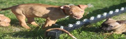 Pitbull cani in vendita: Cuccioli Pit Bull con Pedigree anche a rate - Annuncio 7