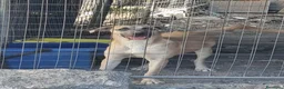 Meticcio cani in regalo: Cuccioli in Adozione  - Annuncio 5