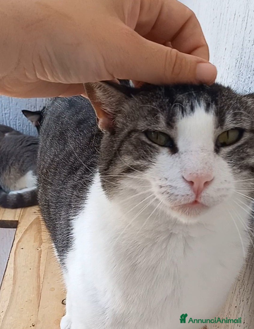 Europeo gatti in regalo: SISSI, dolce micia in adozione! - Annuncio 6