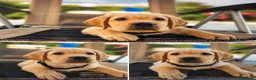 Labrador cani in vendita: Figli di campione riproduttore superpedigree - Annuncio 7