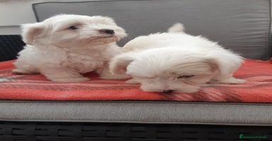 Maltese cani a Provincia di Padova - Annuncio 6