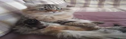Siberiano gatti per accoppiamento: SIBERIANO DOLCISSIMO E UBBIDIENTE - Annuncio 2