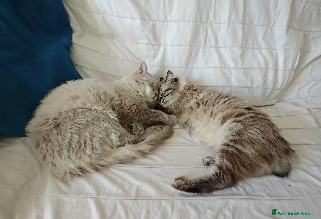 Ragdoll gatti in vendita: Cucciole Ragdoll - Annuncio 1