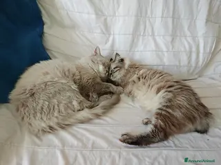 Ragdoll gatti Cucciole Ragdoll - Annuncio 2