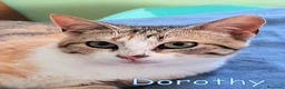 Europeo gatti in regalo: DOROTHY DOLCISSIMA GATTINA - Annuncio 5