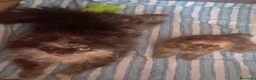 Volpino Pomerania cani in vendita: Spitz di Pomerania NANO - Annuncio 4