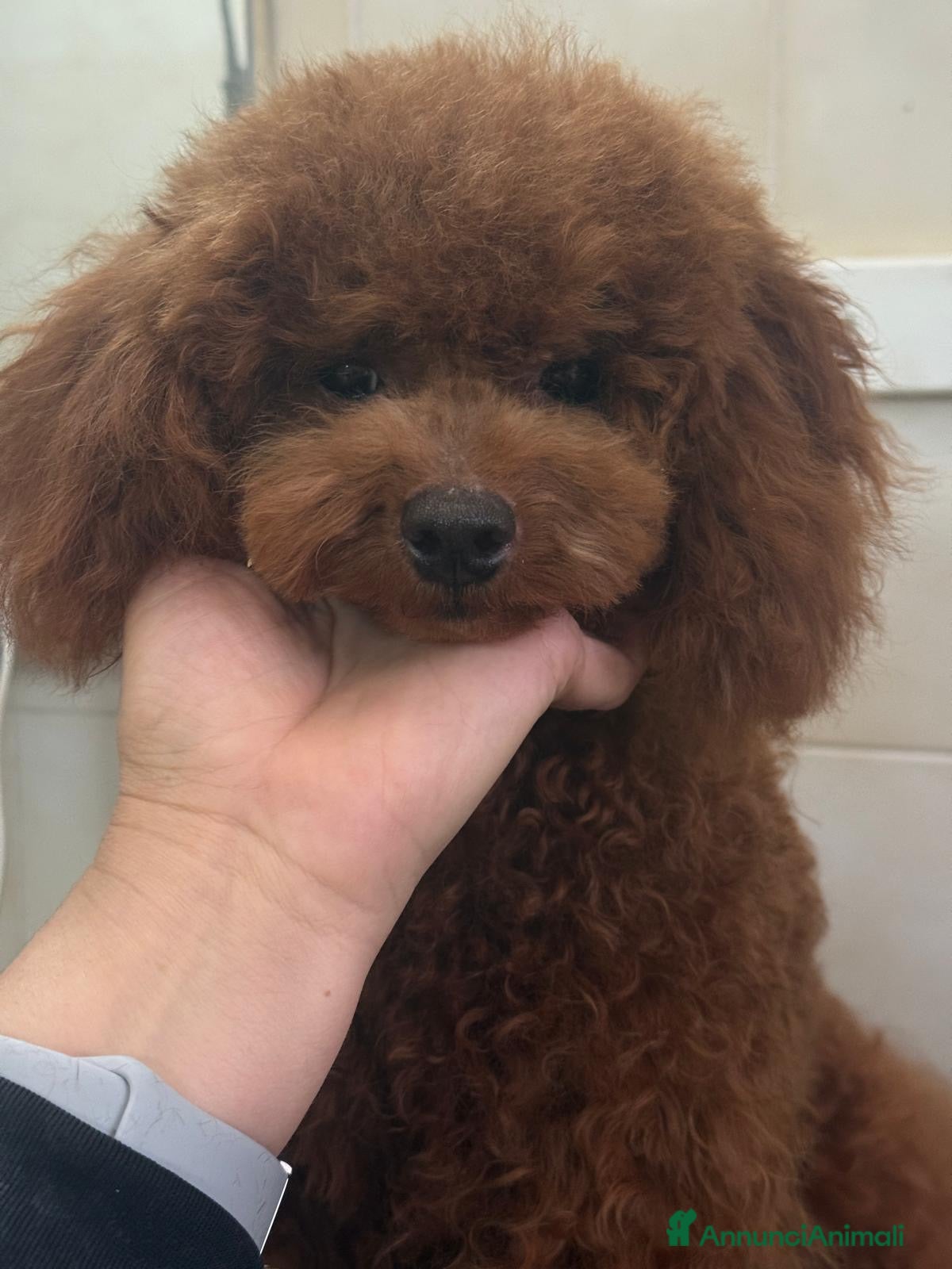 Barboncino cani Barboncini nani di 1 anno  - Annuncio 20