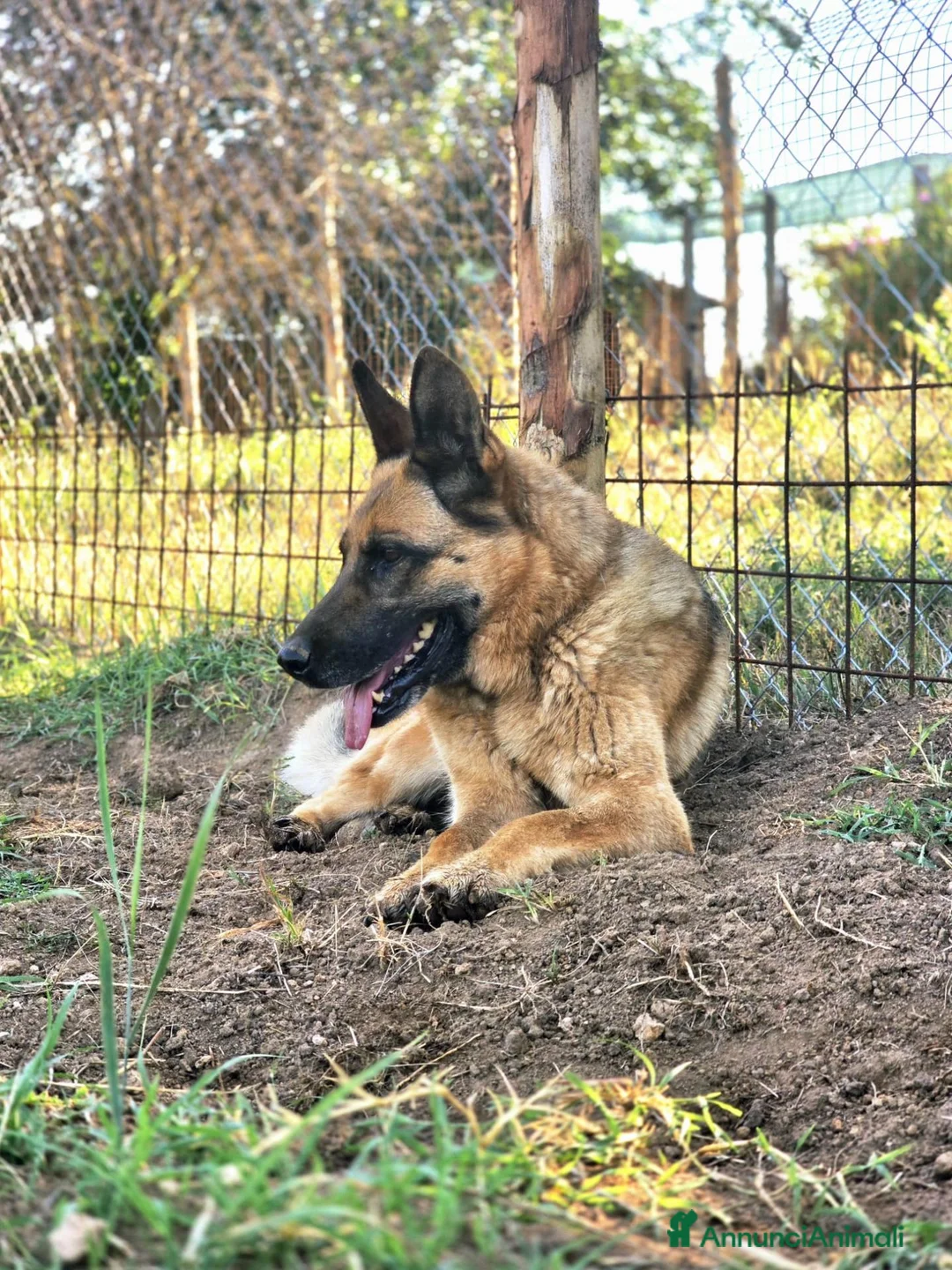 Pastore Tedesco cani in regalo: GRETA IL CANE CON LA C MAIUSCOLA, IN ADOZIONE - Annuncio 2
