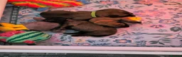Pastore Belga cani in vendita: Pastore belga malinois  a Città metropolitana di Milano - Annuncio 4