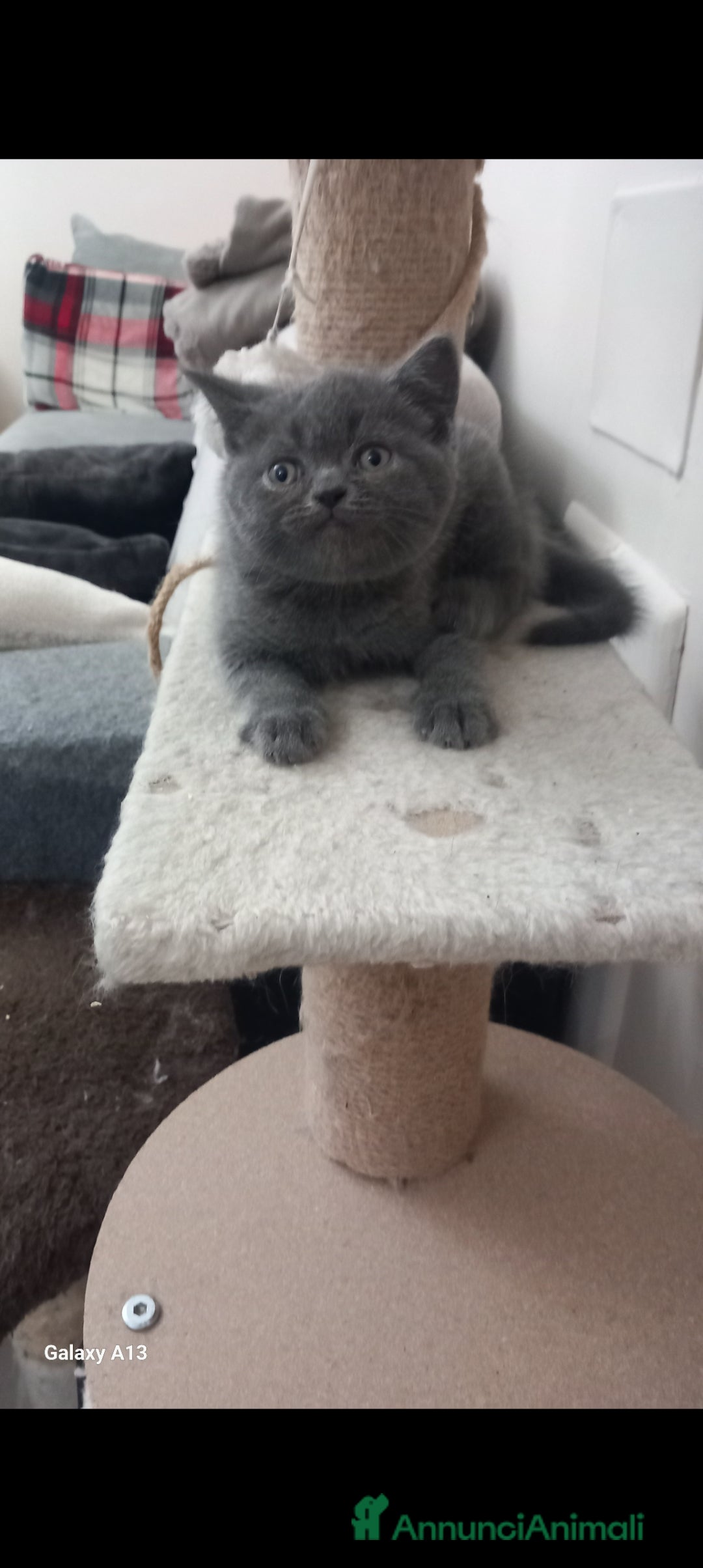 Scottish gatti Schottich Straight  - Annuncio 4