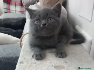 Scottish gatti Schottich Straight - Annuncio 2