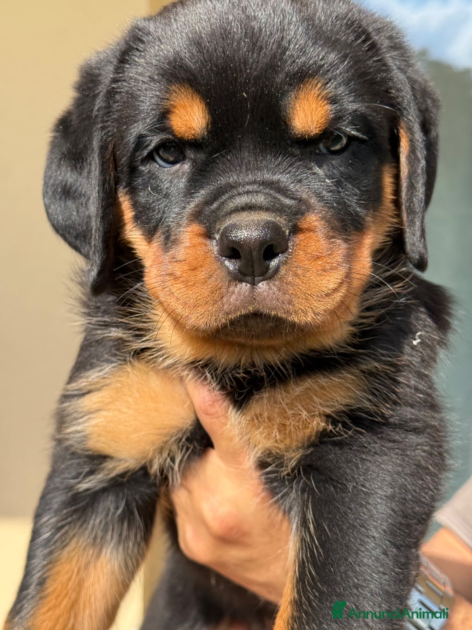 Rottweiler Cucciolo 10