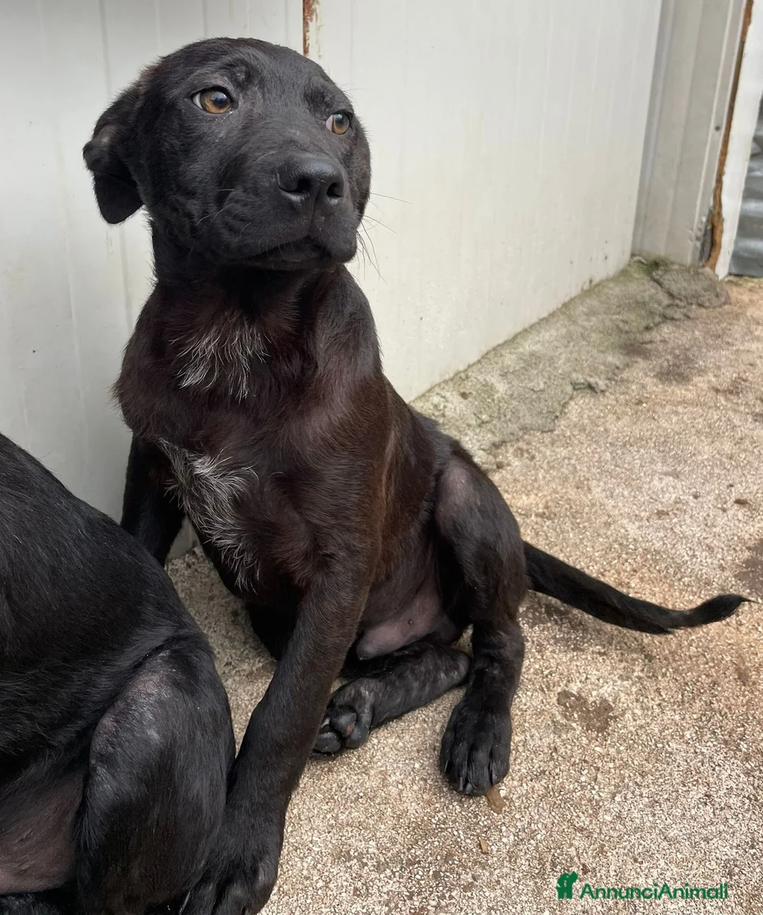 Meticcio cani in regalo: MI ADOTTI? SONO IL DOLCE SIMON a Provincia di Padova - Annuncio 2