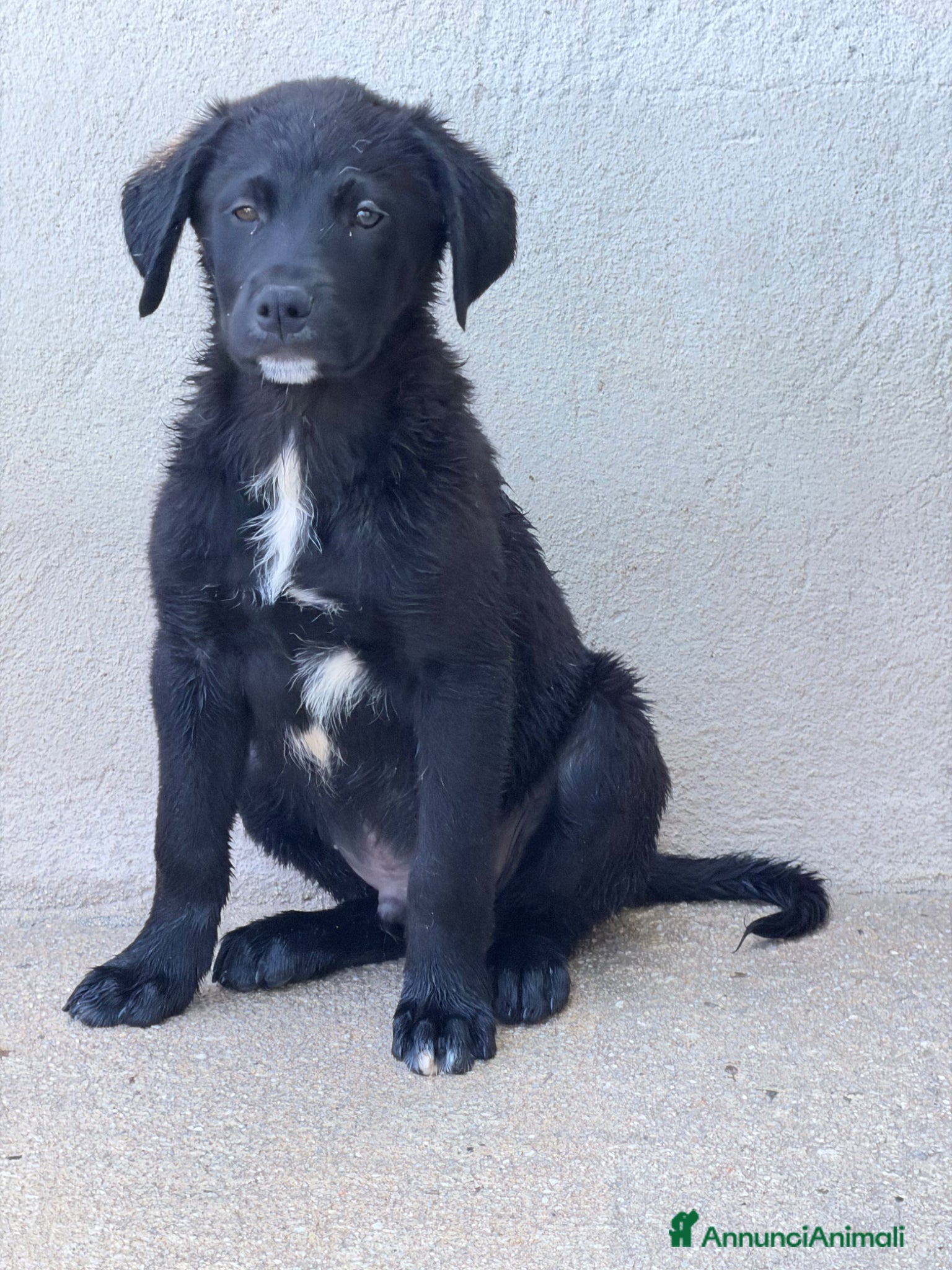 Meticcio cani Max 3 mesi - Annuncio 23