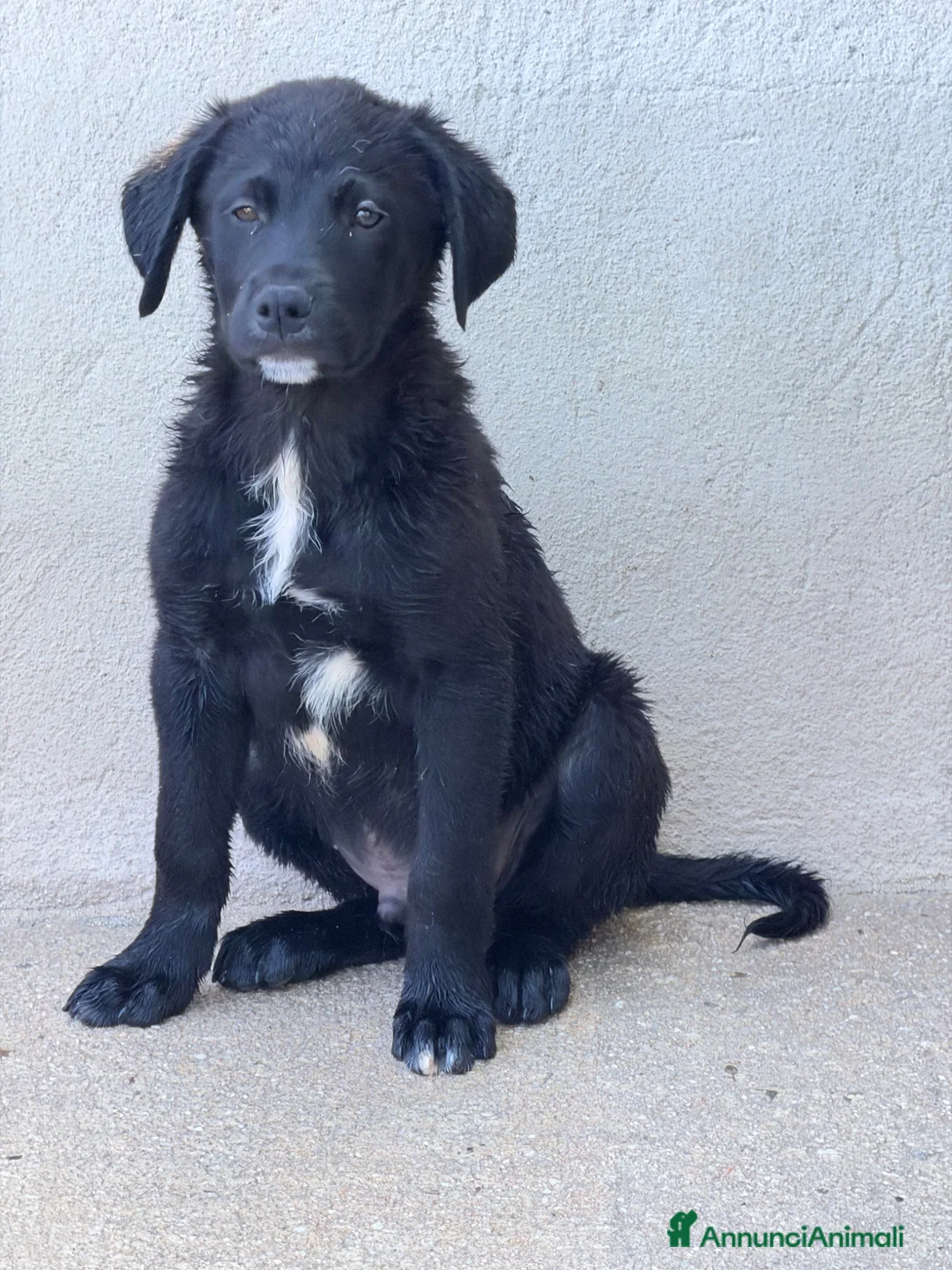 Meticcio cani in regalo: Max 3 mesi a Provincia di Savona - Annuncio 1