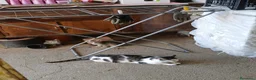 Meticcio gatti in regalo: GATTINI E GATTI MERAVIGLIOSI  a Provincia di Piacenza - Annuncio 17