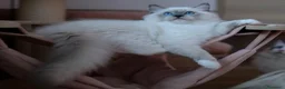 Ragdoll gatti in vendita: Bellissimi cuccioli di ragdoll - Annuncio 9
