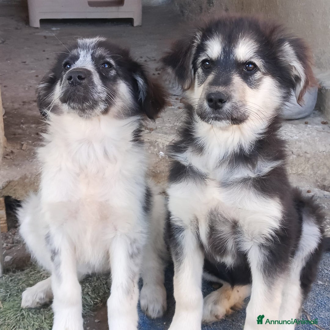 Meticcio cani in regalo:  POIS - Annuncio 4