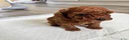 Barboncino Toy cani in vendita: Barboncini Toy di linea asiatica disponibili - Annuncio 7