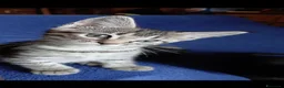 Maine Coon gatti in vendita: Cucciole di maine coon - Annuncio 3