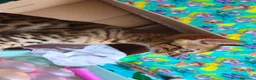 Bengala gatti in vendita: Cuccioli bengala  a Provincia di Treviso - Annuncio 5
