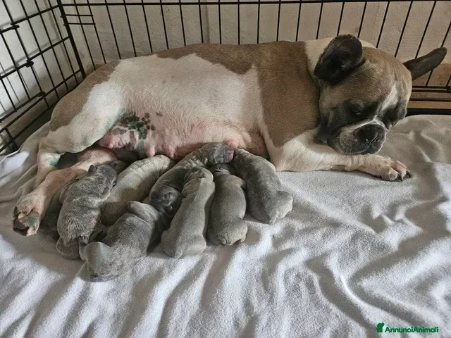 Bulldog Francese cani Bulldog Francese esotico  - Annuncio 1