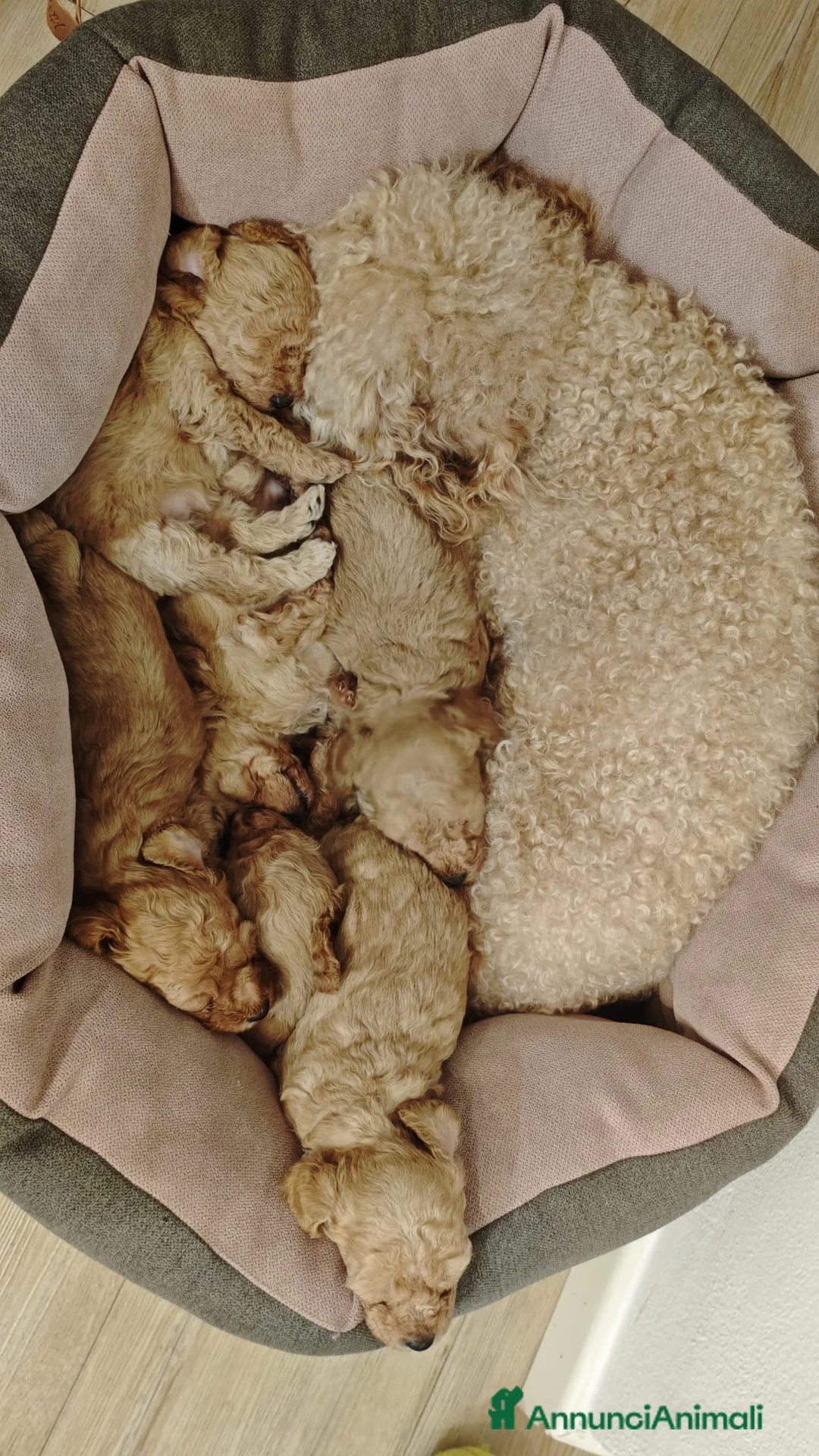 Barboncino cani in vendita: Cucciolata casalinga  - Annuncio 7