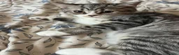 Scottish gatti in vendita: Scottish straight  - Annuncio 13