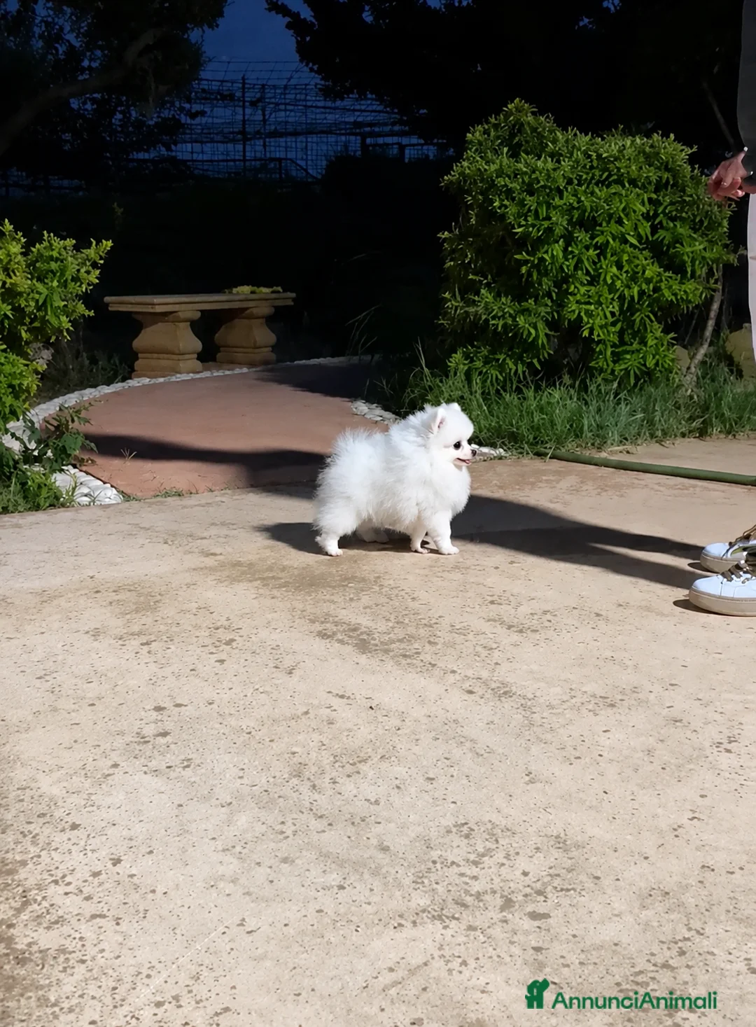 Volpino Pomerania cani in vendita: Dolcissimo maschietto di Pomerania con pedigree  a Provincia di Salerno - Annuncio 1