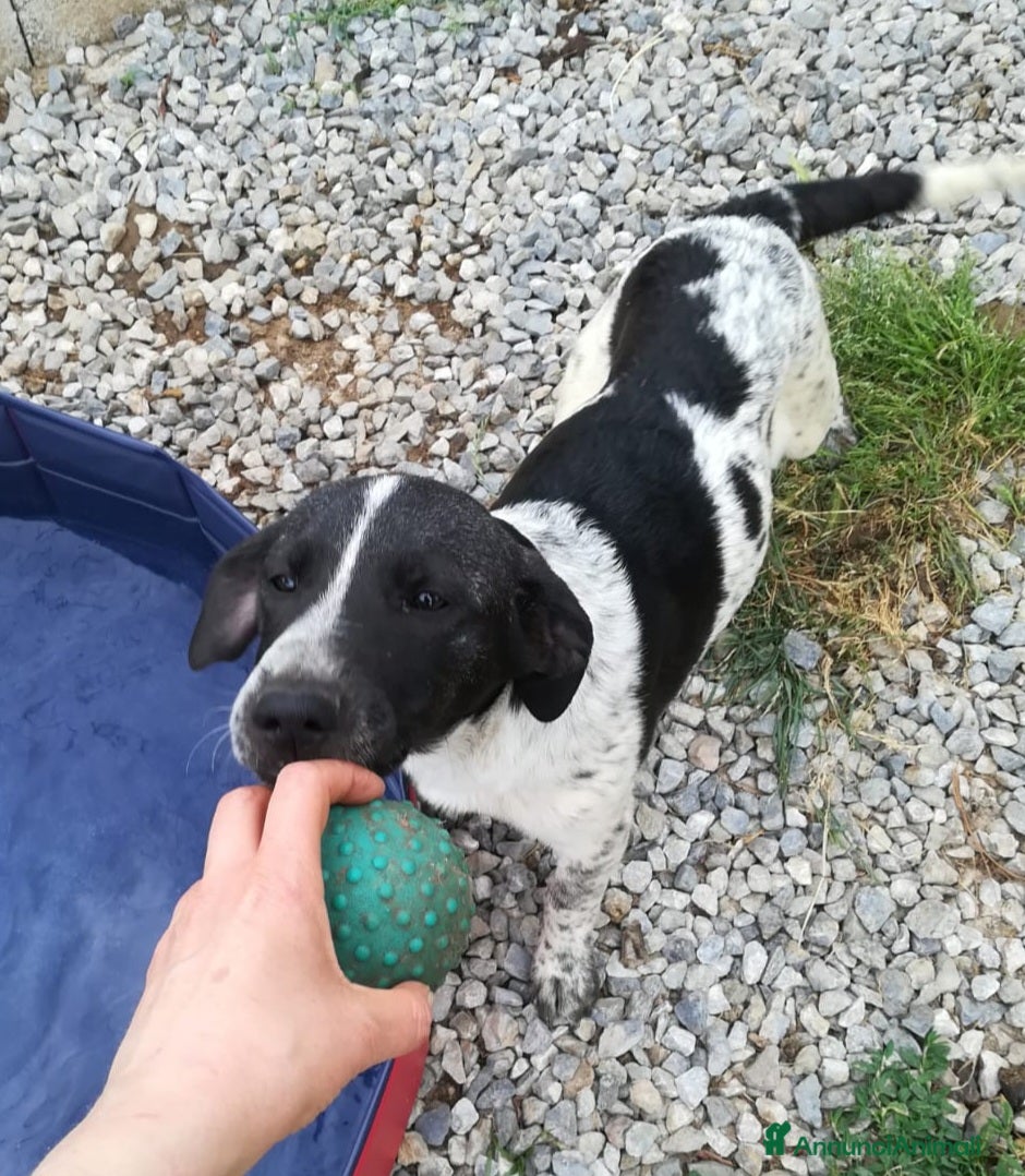 Meticcio cani CUCCIOLO JACK ASPETTA UNA MAMMA  - Annuncio 4