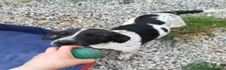 Meticcio cani in regalo: CUCCIOLO JACK ASPETTA UNA MAMMA  - Annuncio 1