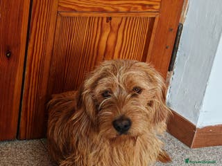 Basset Fauve De Bretagne cani Bassett fauve de bretagne per accoppiamento - Annuncio 14