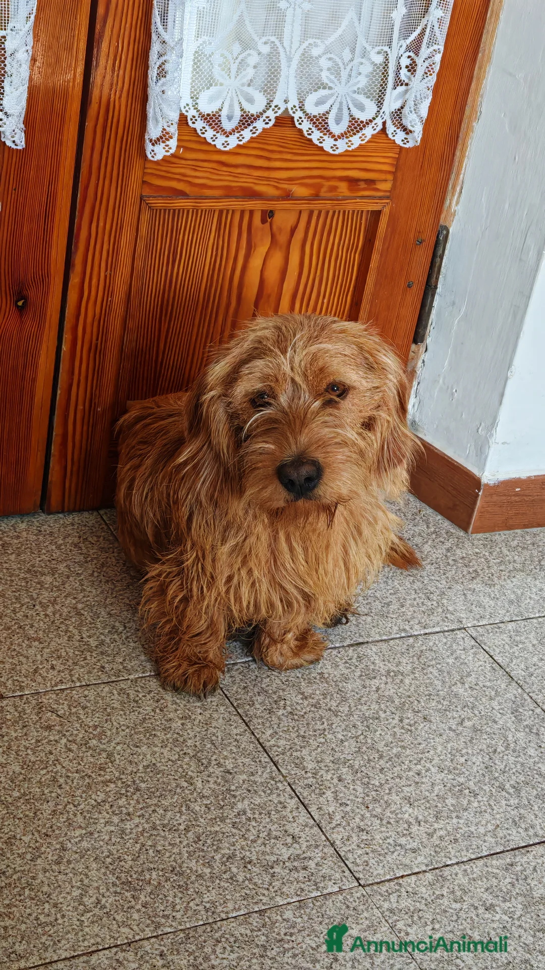 Basset Fauve De Bretagne cani per accoppiamento: Bassett fauve de bretagne per accoppiamento - Annuncio 1