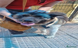 Akita Americano cani in regalo: MOON 🩷 - Akita ha bisogno di una casa fresca 😥 a Provincia di Pavia - Immagine 8
