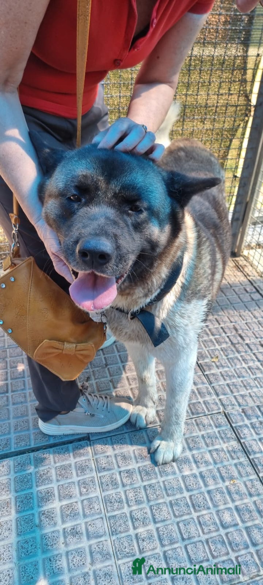 Akita Americano cani in regalo: MOON 🩷 - Akita ha bisogno di una casa fresca 😥 a Provincia di Pavia - Immagine 8