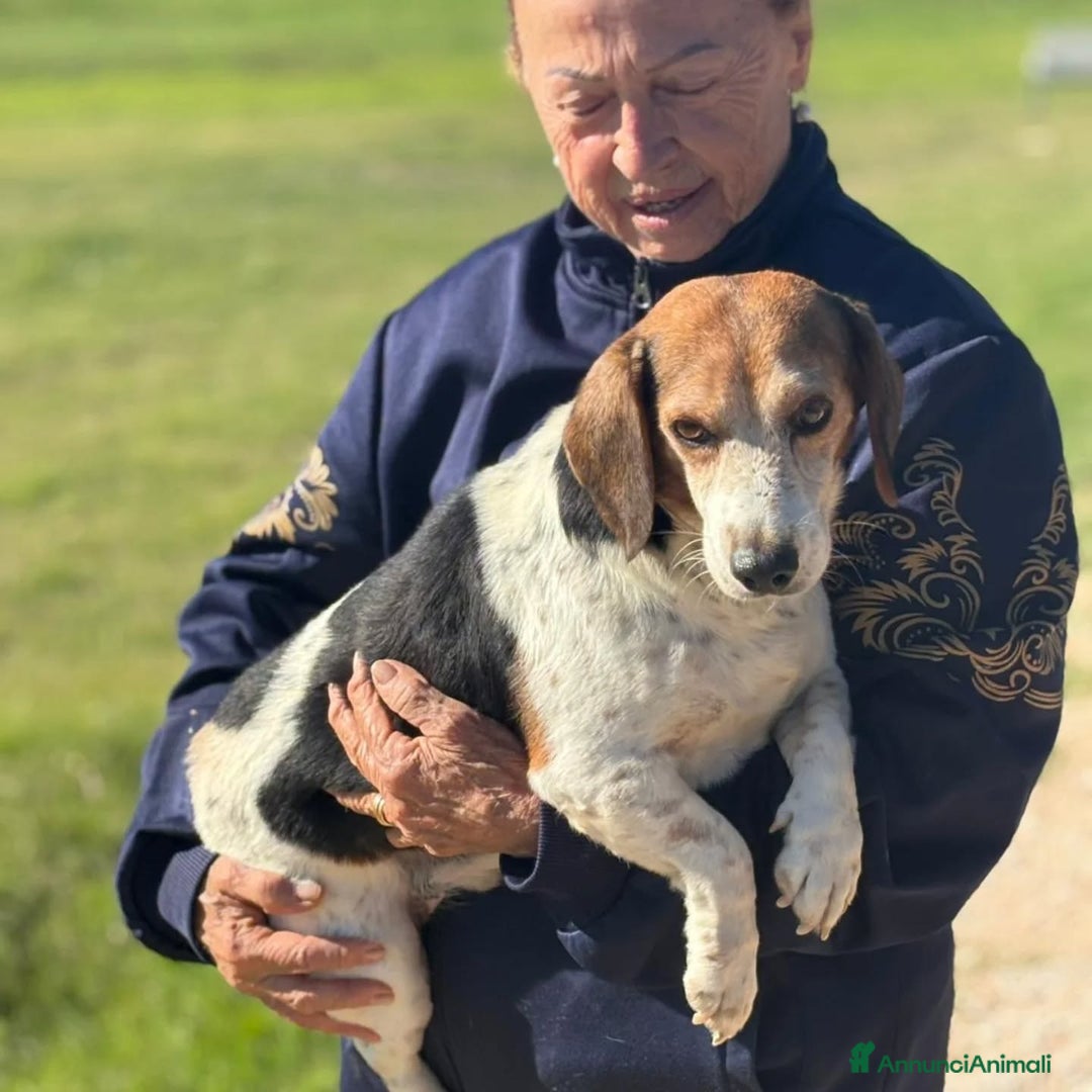 Altre razze cani in regalo: Giulio incrocio beagle jack russell cerca casa - Immagine 3