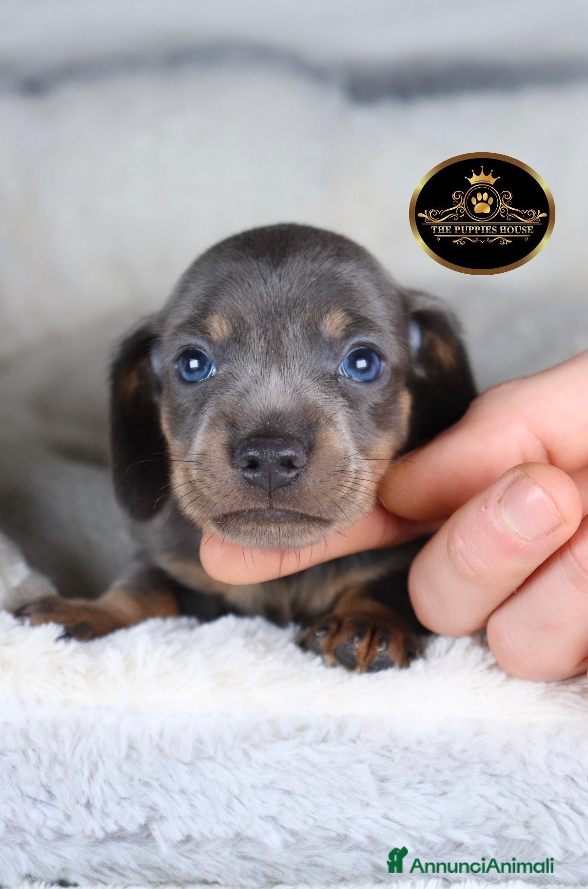 Bassotto cani Bassotto Tedesco   - Annuncio 2