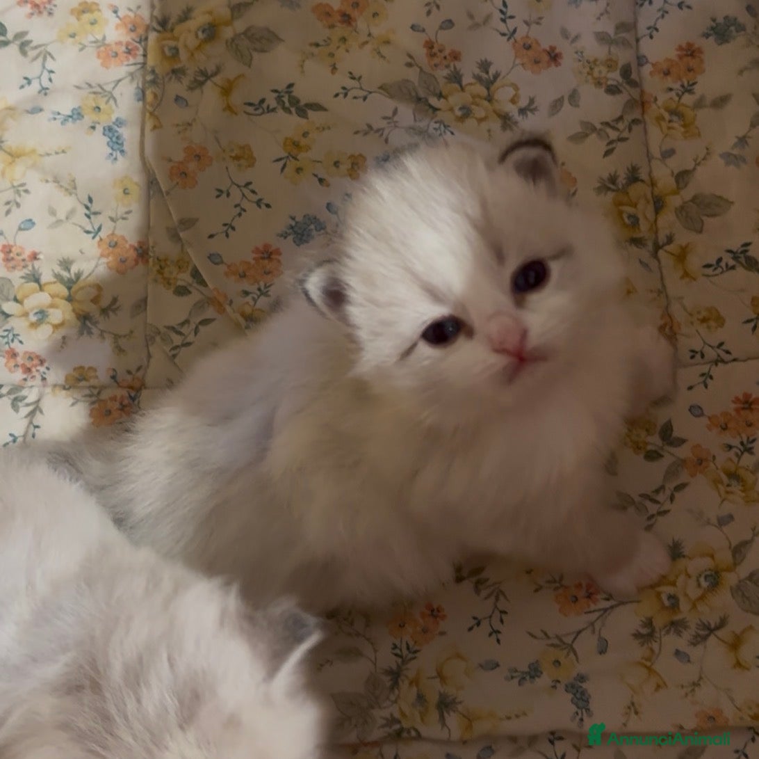 Siberiano gatti Allevamento Lo Scrigno di Diamanti - Annuncio 1