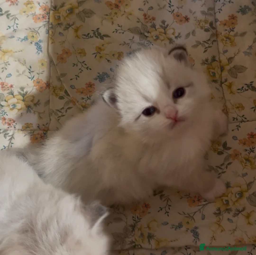 Siberiano gatti in vendita: Allevamento Lo Scrigno di Diamanti - Annuncio 1