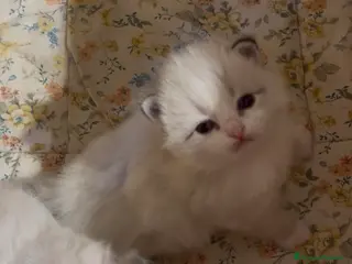 Siberiano gatti Allevamento Lo Scrigno di Diamanti - Annuncio 2