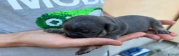 Bulldog Francese cani in vendita: Cuccioli di Bulldog Francese  a Provincia di Pistoia - Annuncio 5